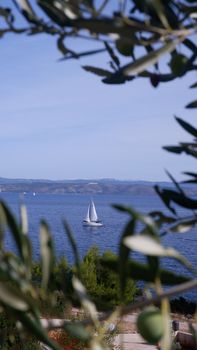 A peaceful sailboat on blue waters framed by olive branches, capturing a summer coastal vibe.
