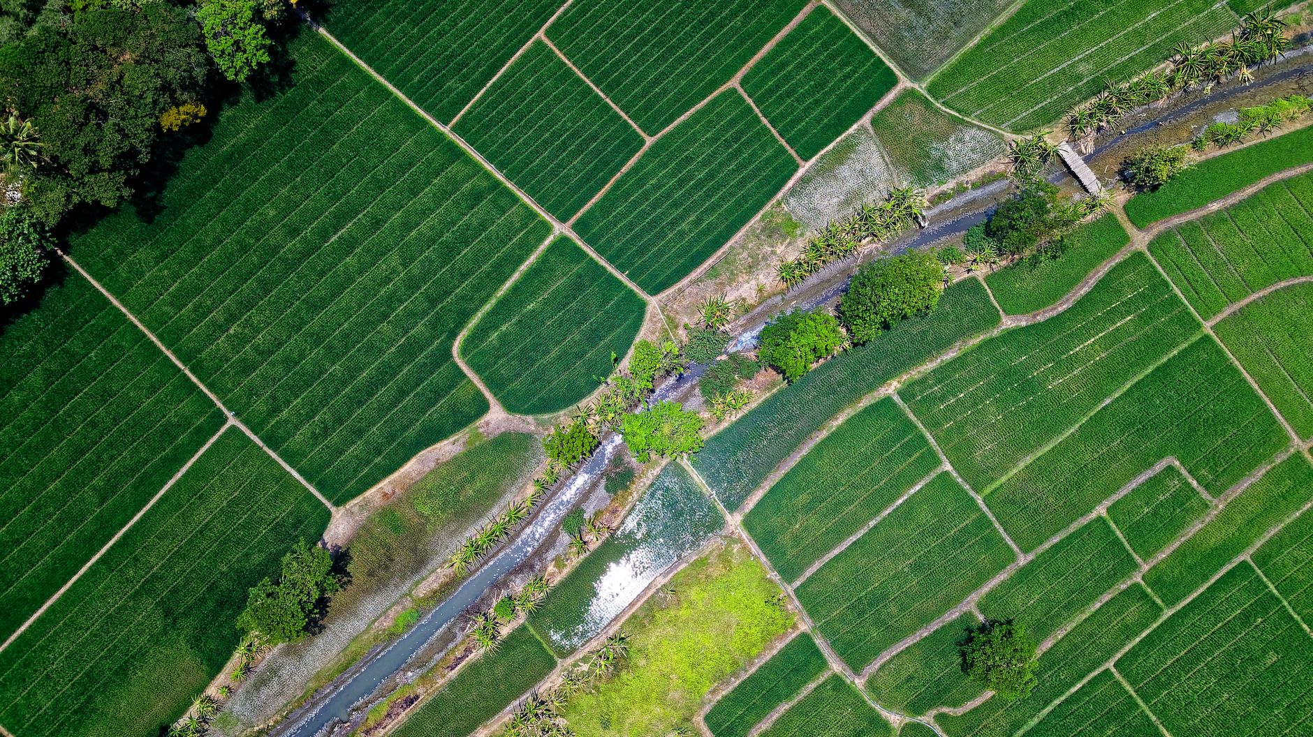 Pemandangan hamparan sawah hijau produktif di kawasan dataran tinggi Ciwidey Bandung Pemandangan hamparan sawah hijau produktif di kawasan dataran tinggi Ciwidey Bandung