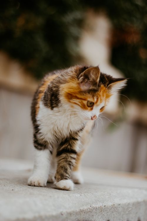 Free Charming tabby kitten exploring outdoors in Adana, Turkey, showcasing its cute and curious nature. Stock Photo