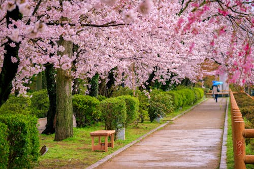 Free stock photo of after the rain, cherry blossom, cherry blossoms