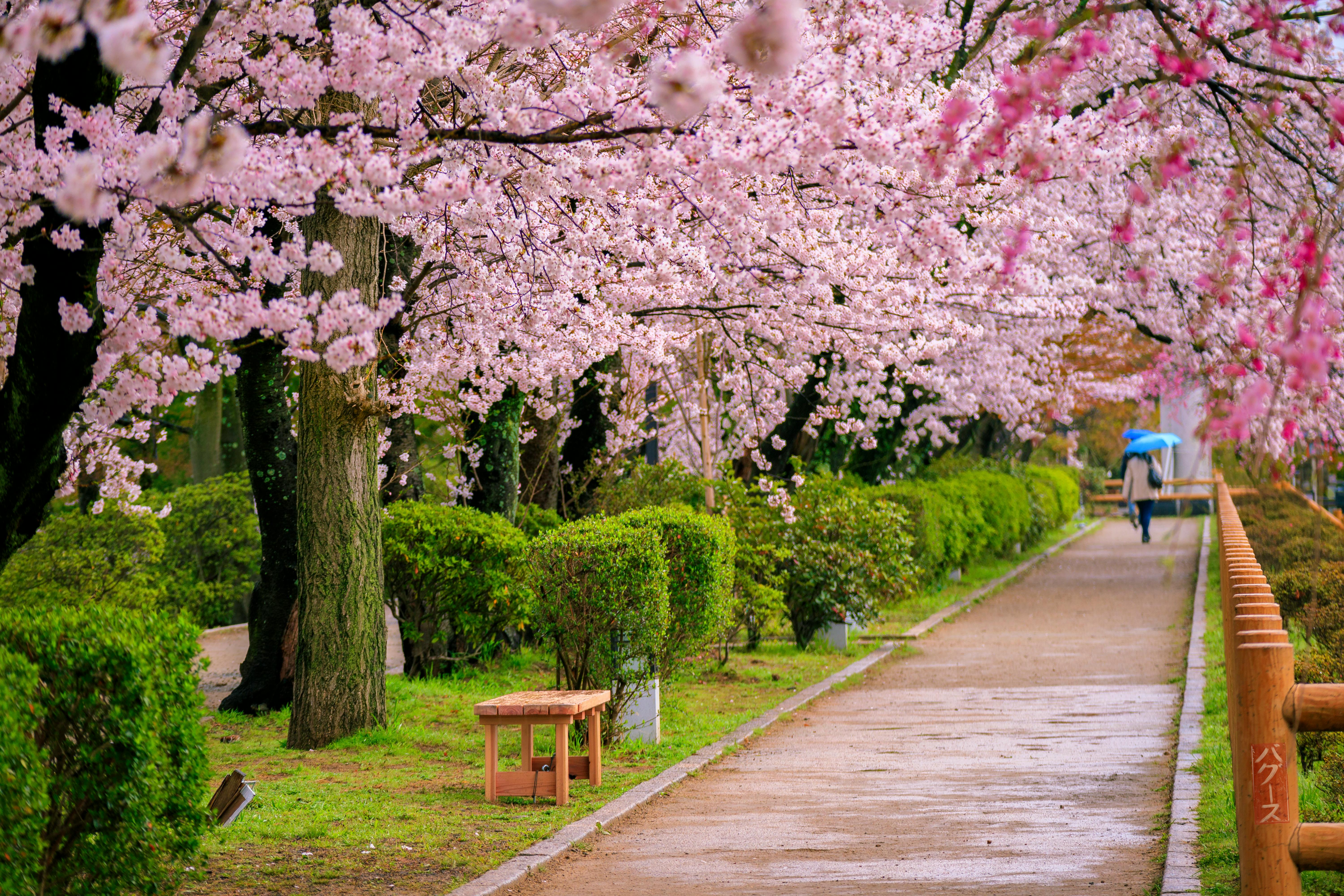 10 Ide Background Taman Bunga Sakura  Hd Stylus Point
