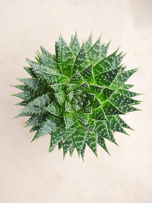 Darmowe zdjęcie z galerii z fotografia roślin, koronkowy aloes, pionowy strzał