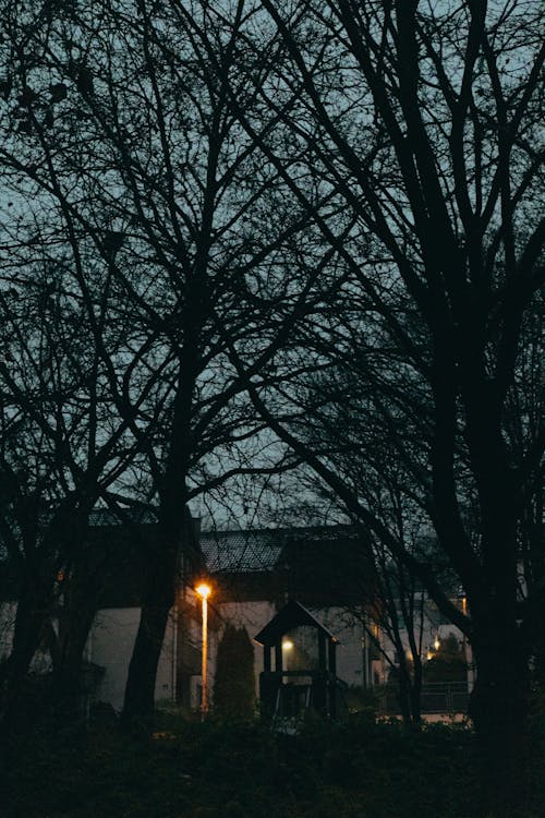 Fotos de stock gratuitas de amanecer, arboles, campo