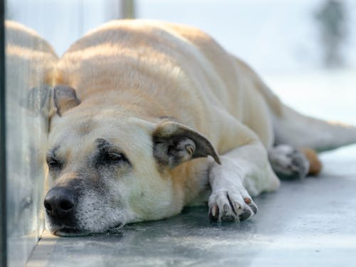 Close-Up Shot of a Dog 