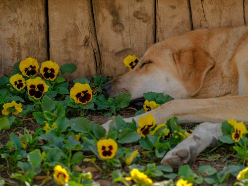 Free Brown Dog Lying Beside Yellow Flowers Stock Photo