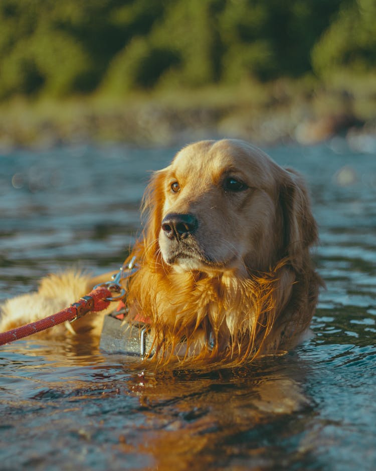 Dog Swimming In River