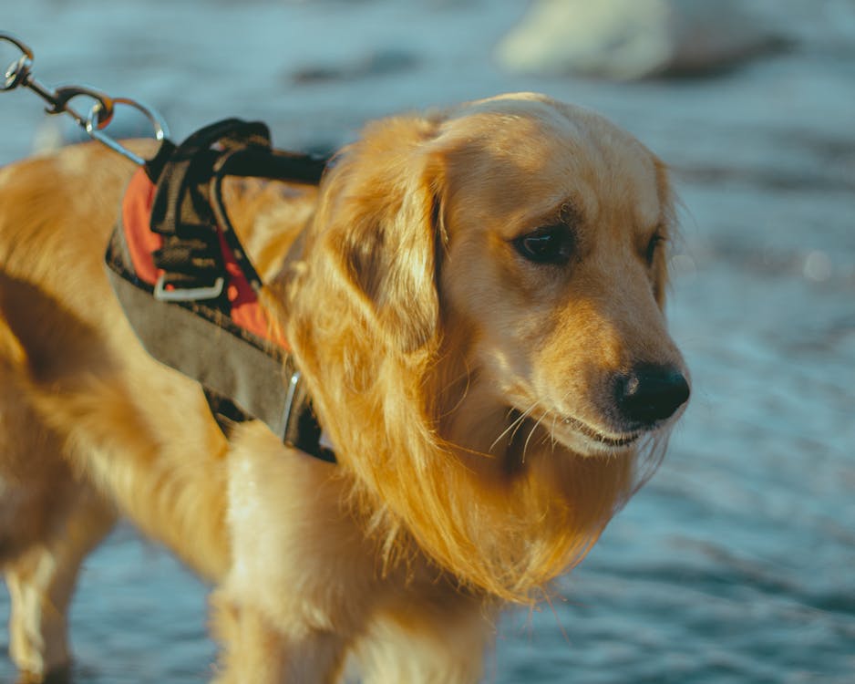 Darmowe zdjęcie z galerii z fotografia zwierzęcia, golden retriever, pies