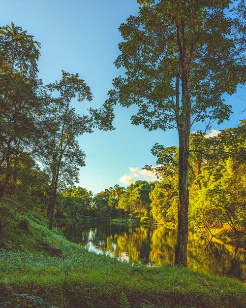 Free Serene forest landscape with a tranquil lake reflecting the clear blue sky. Stock Photo