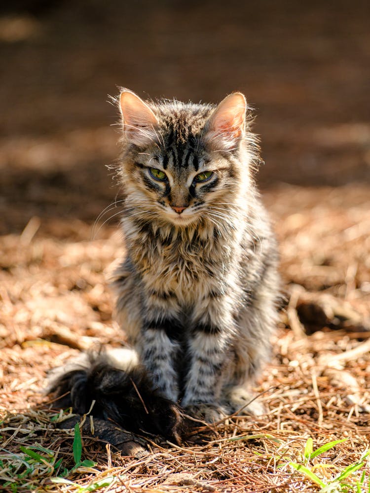 Cat Sitting On The Ground