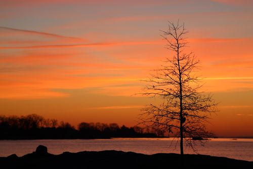 Free A peaceful sunset with a bare tree silhouetted against a vibrant orange sky by the river. Stock Photo