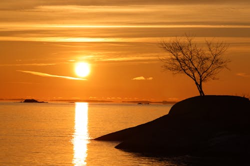 바다, 벌거 벗은 나무, 새벽의 무료 스톡 사진