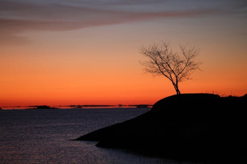 강, 벌거 벗은 나무, 새벽의 무료 스톡 사진