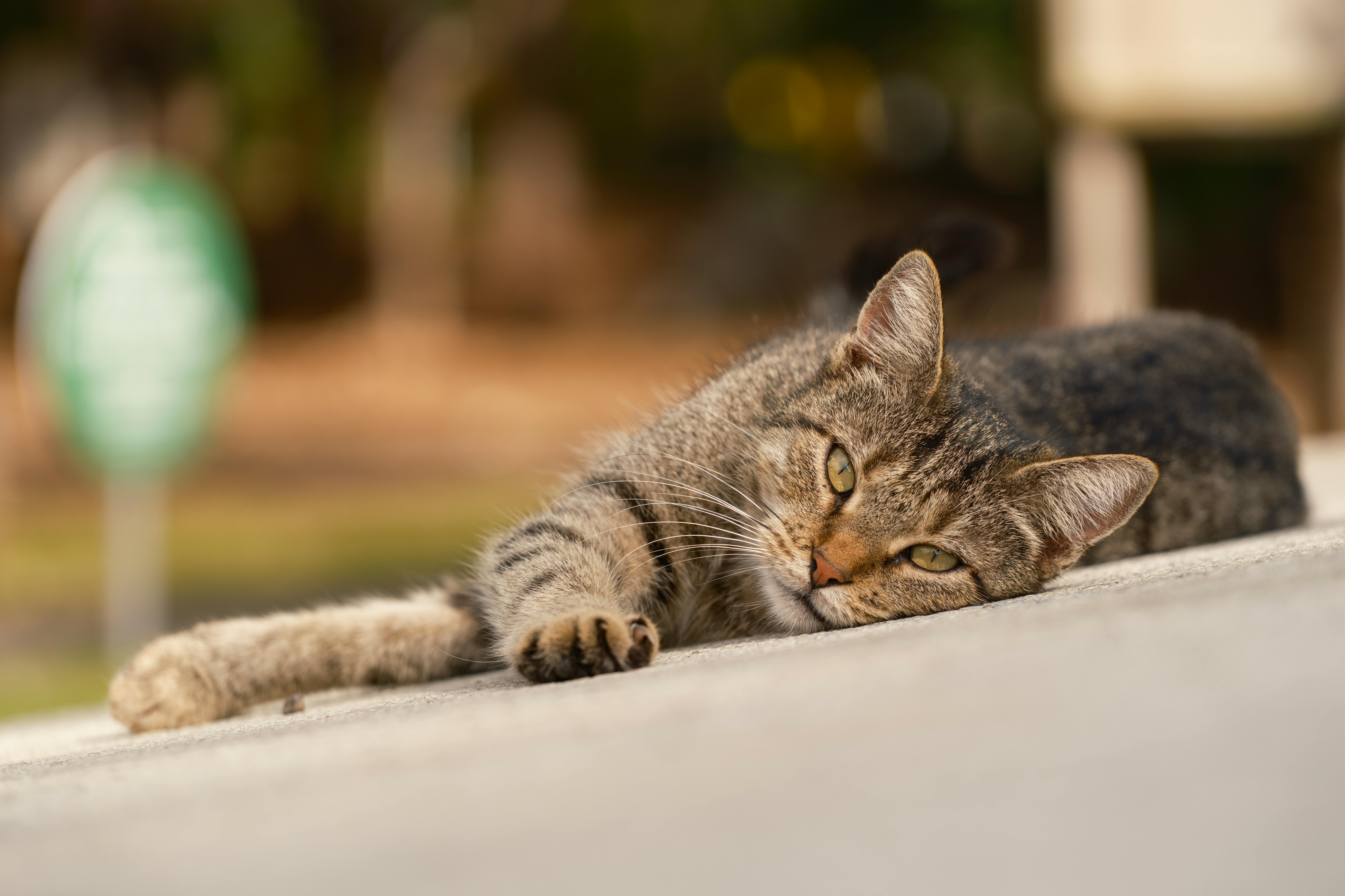 What animal shouldn't you look in the eye?