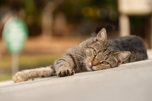A relaxed tabby cat lying on a sunlit outdoor surface, enjoying a calm moment.