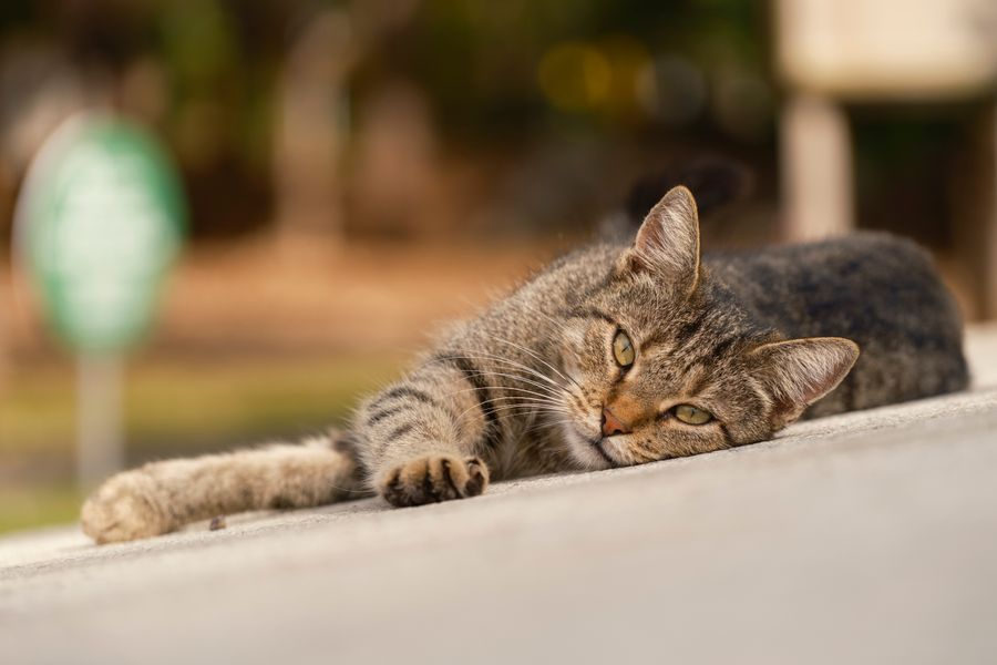 Relaxed tabby cat resting calmly in a sunny spot