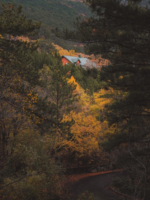 Winding Road in the Forest in Autumn 