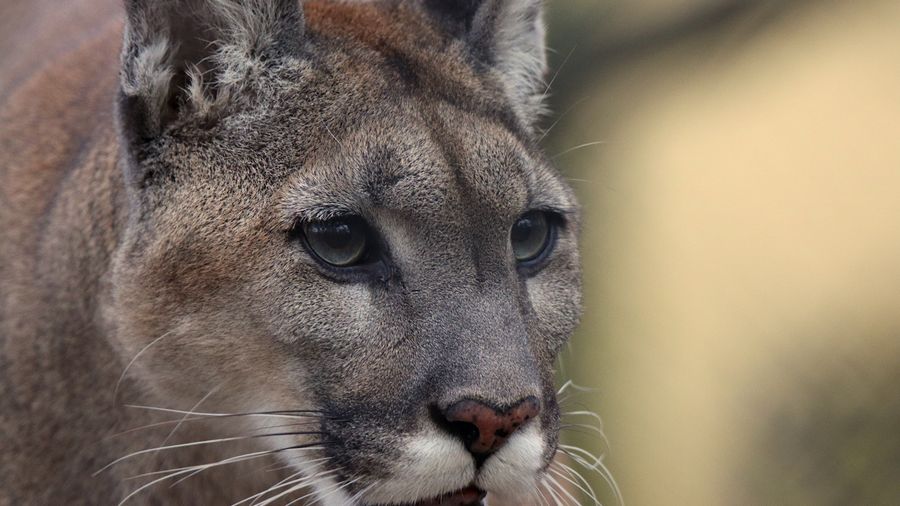 Kane County Cougars