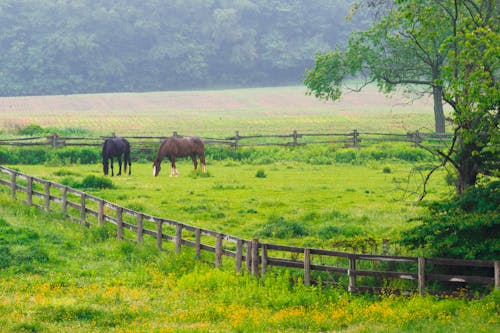 Black and Brown Horses Grazing on Green Grass Field