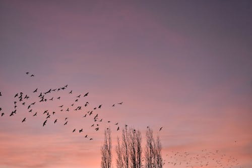 Gratis lagerfoto af aften-himlen, flok, flyve