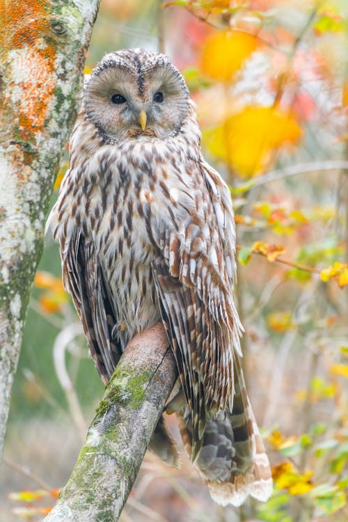 Free Owl Perched on a Tree Stock Photo