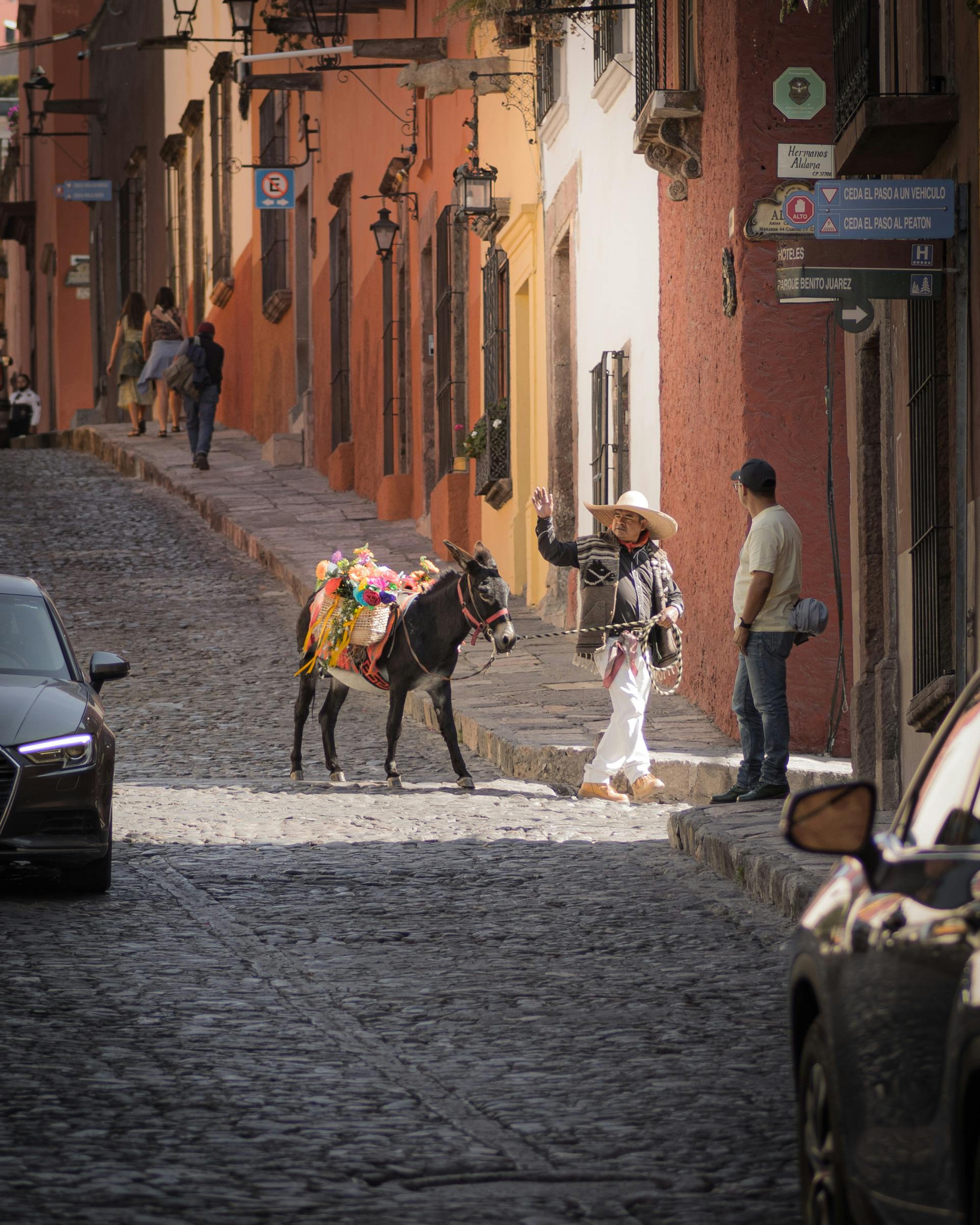 A lively cobblestone street with a decorated donkey and locals interacting.
