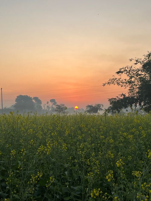 Free A serene sunrise over a yellow rapeseed field, capturing the essence of nature's beauty. Stock Photo
