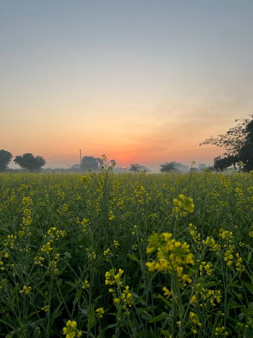 Free Captivating sunrise over a vibrant mustard field with a clear sky and serene landscape. Stock Photo