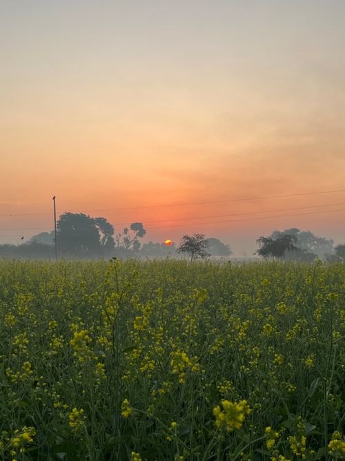 Free A mesmerizing view of sunrise over a mustard field with a clear sky and serene landscape. Perfect for nature enthusiasts. Stock Photo