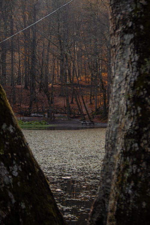 Photos gratuites de arbres, fleuve, fond d'écran mobile