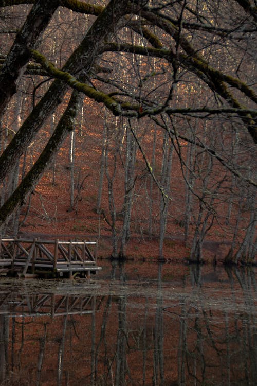 Foto profissional grátis de árvores, cenário, floresta