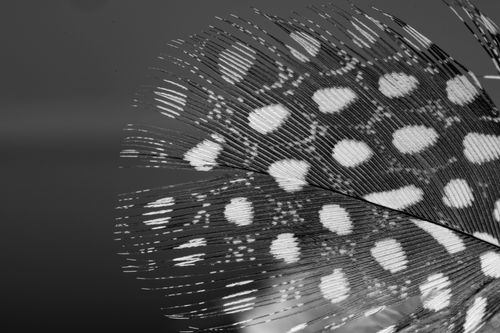 Free Artistic black and white close-up of a dotted and striped feather, highlighting texture and pattern. Stock Photo