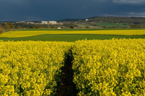 superbloom, 弹簧, 戶外 的 免费素材图片