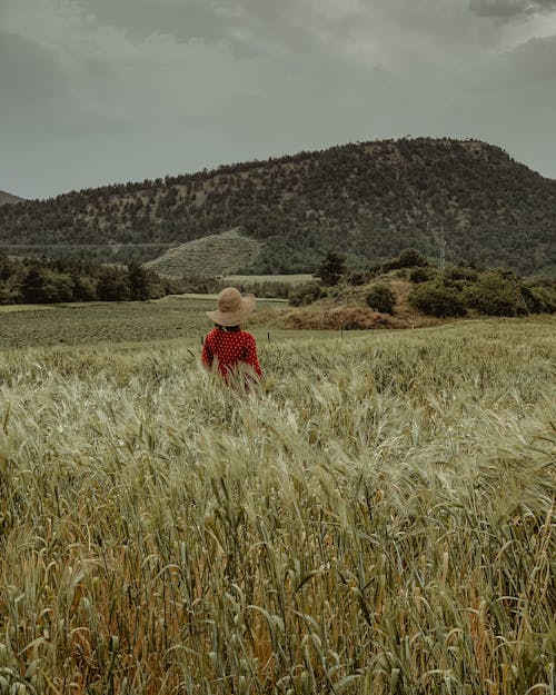 Foto d'estoc gratuïta de agricultura, barret, camp