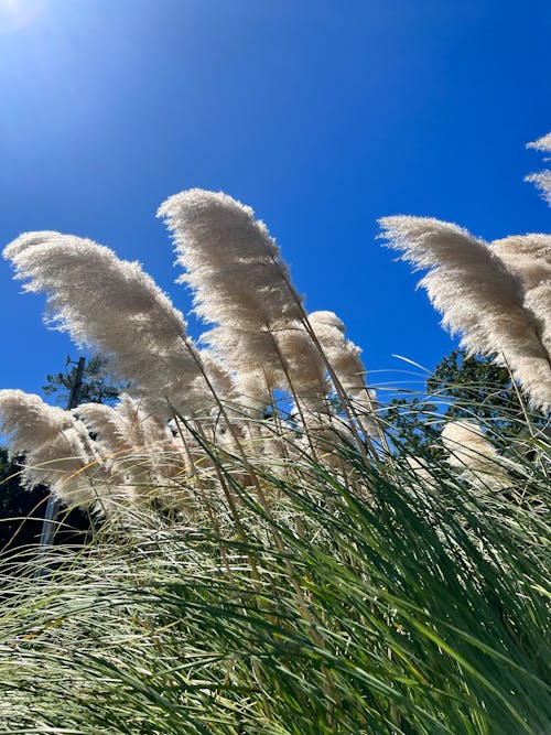 Základová fotografie zdarma na téma foukání větru, modrá obloha, pampas