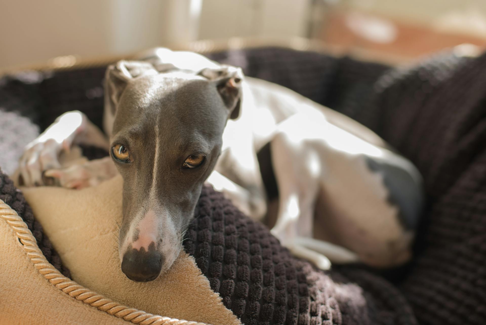 Italian Greyhound in Close-up Shot