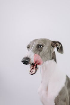 Greyhound