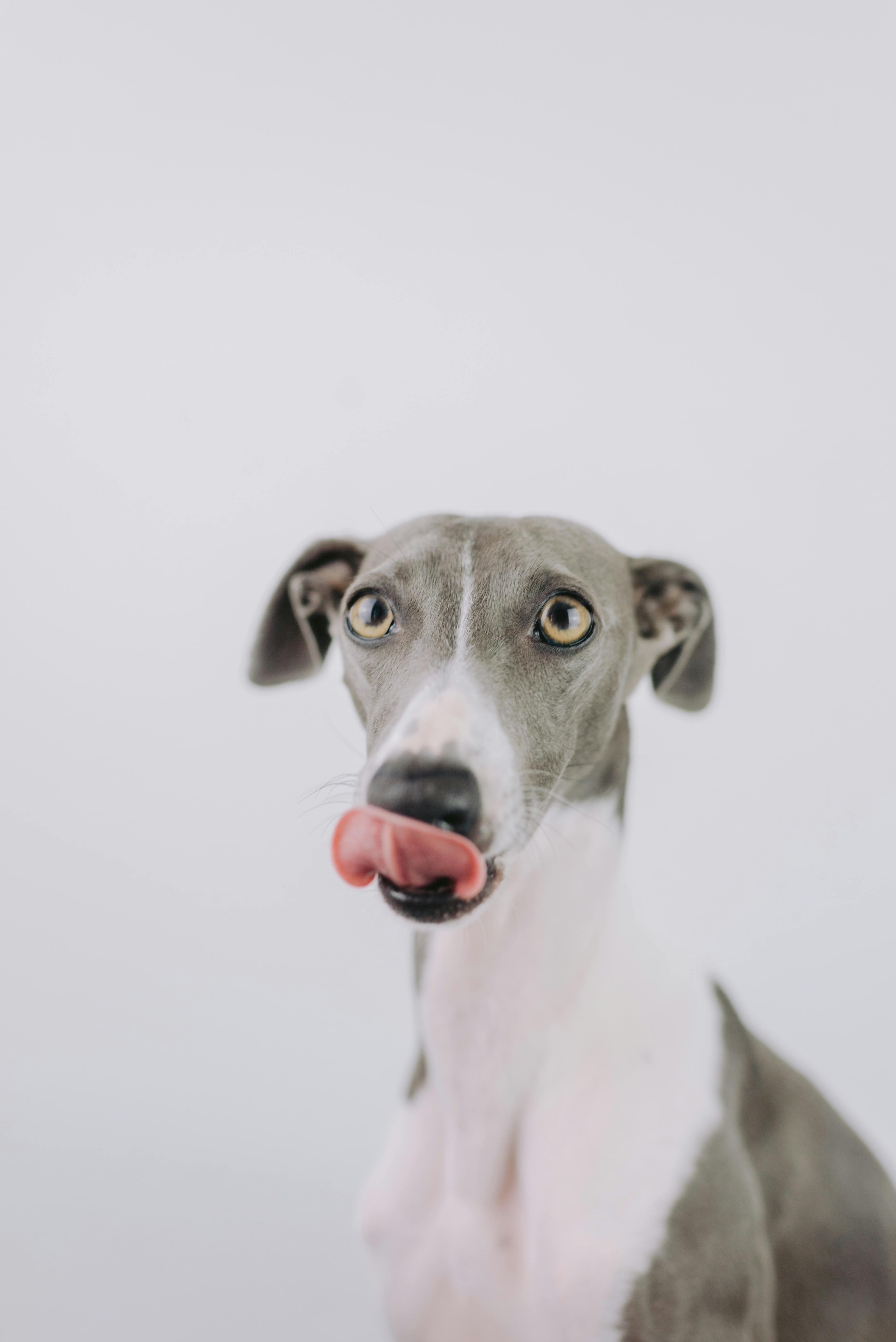 Why Do Dogs Have Wet Noses? Discover the Surprising Benefits! 9 Curious Canines: Why Do Dogs Lick Their Noses and What It Means