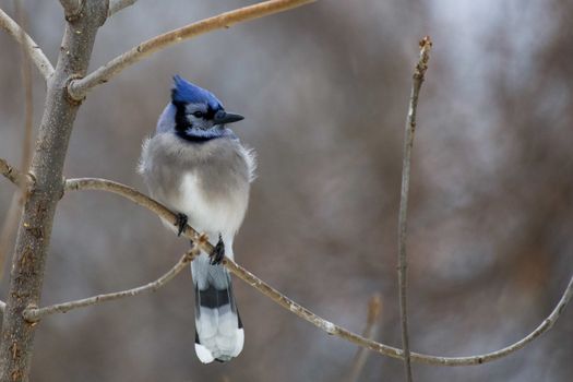 Close-up of a blue jay perched on a bare branch during winter, showcasing its vivid colors.