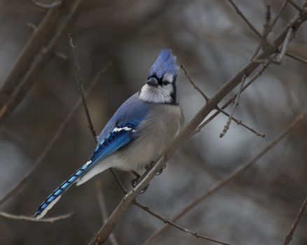 Close-up of a blue jay perched on a bare tree branch in a winter setting, showcasing its vibrant blue feathers.