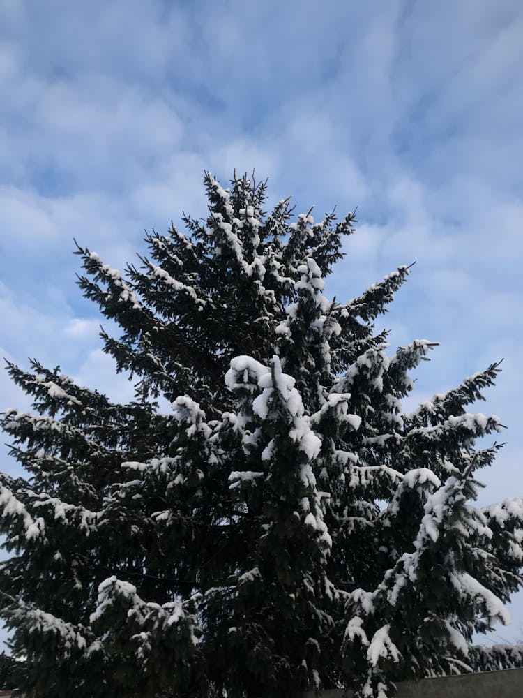 Pine Tree Covered With Snow