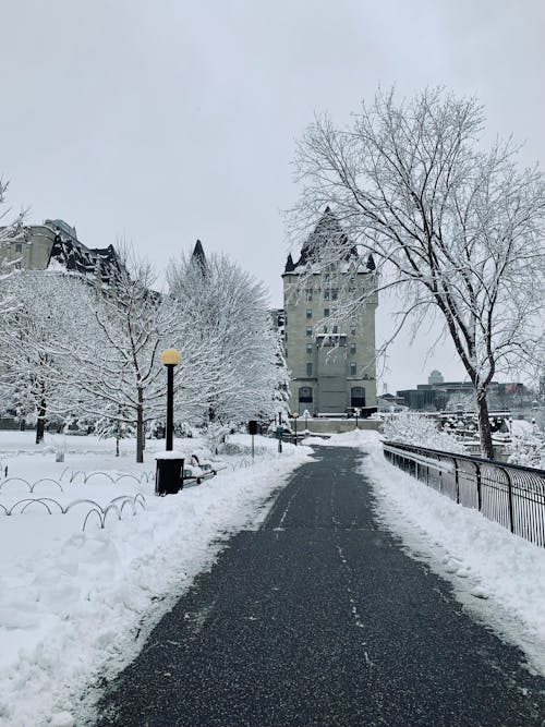 Základová fotografie zdarma na téma holé stromy, hrad, jednobarevný