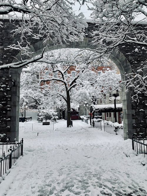 Foto d'estoc gratuïta de arbres, arc, cobert de neu