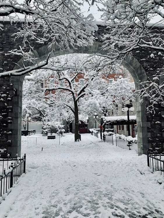 Foto d'estoc gratuïta de arbres, arc, cobert de neu