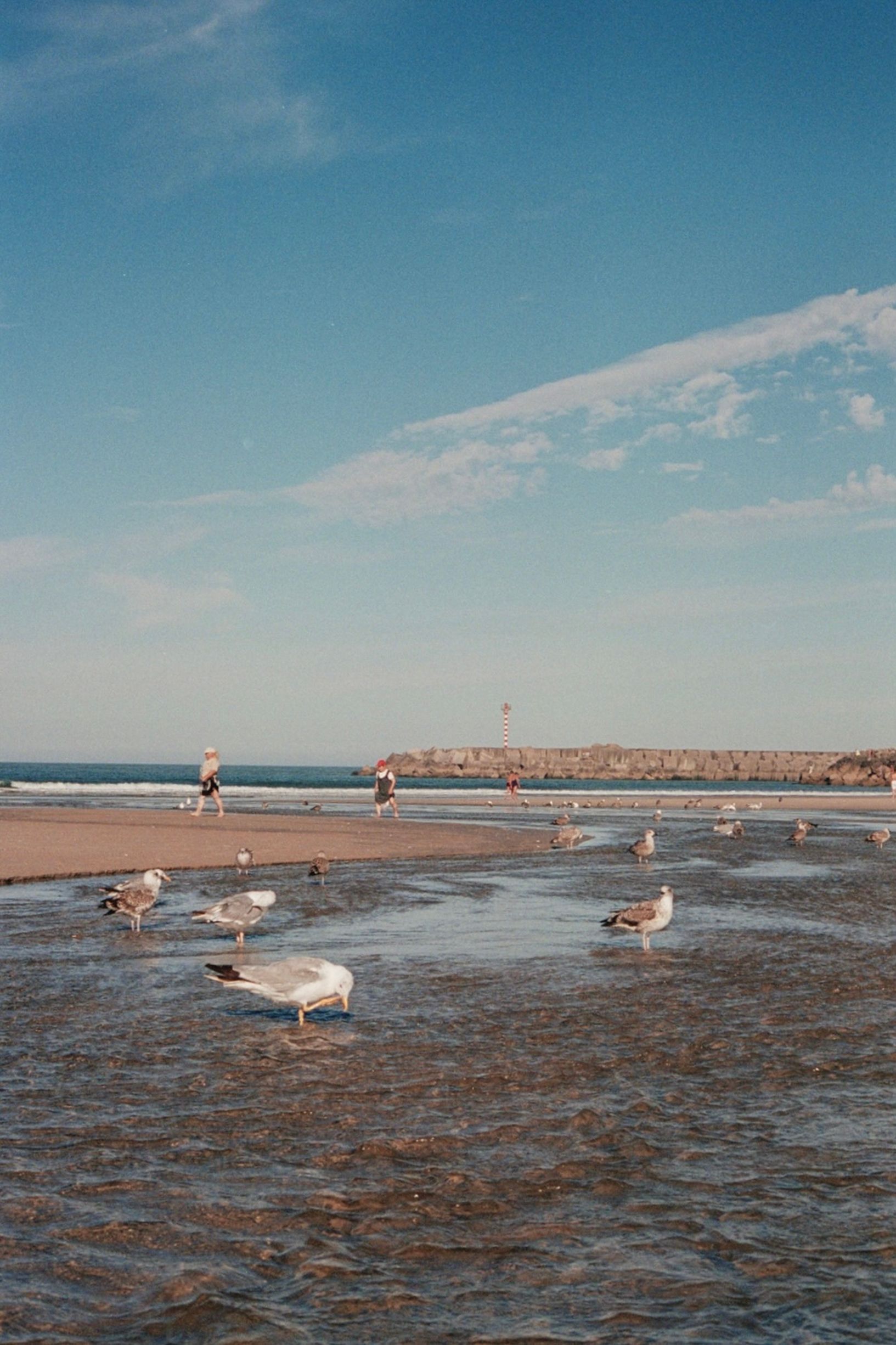 Seagulls by a sandy shore with people enjoying a sunny day and blue skies.