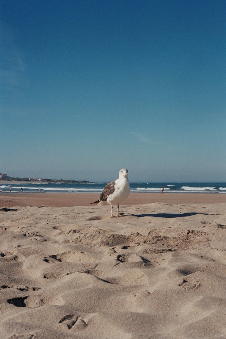 Seagull On Beach