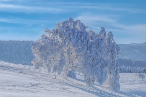 Foto d'estoc gratuïta de arbres nevats, cel blau, muntanyes