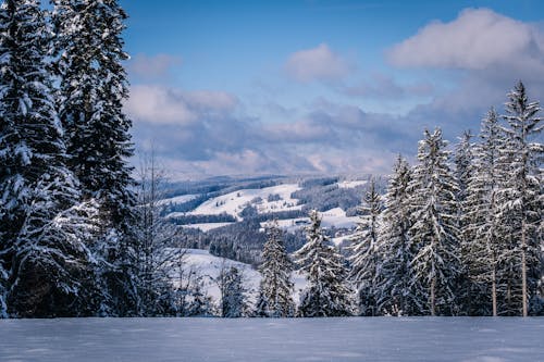 Foto d'estoc gratuïta de arbres, cobert de neu, constipat