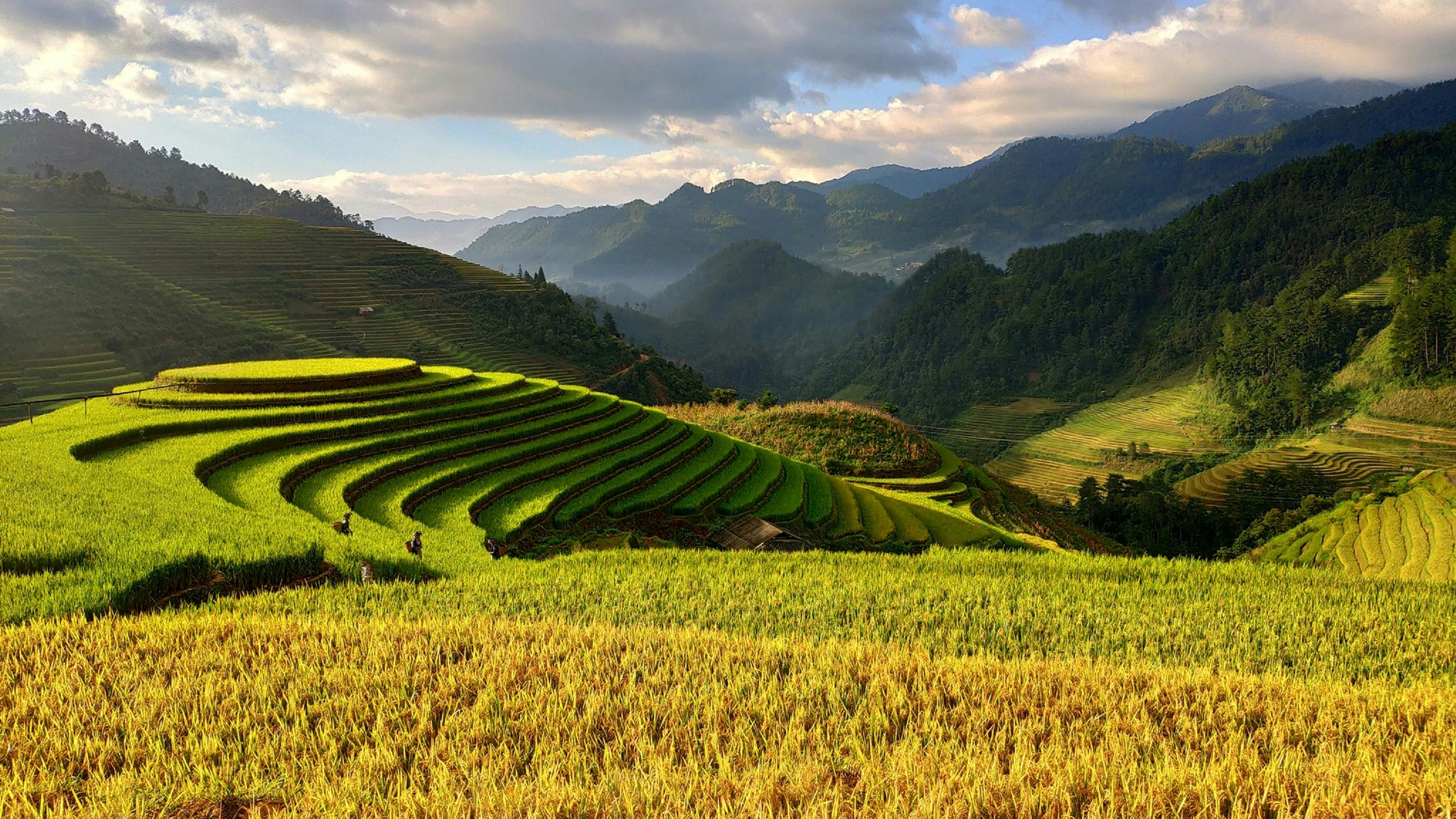 Free stock photo of asia, farm, farmer