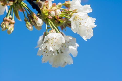 Close-up of Cherry Blossom against Blue Sky