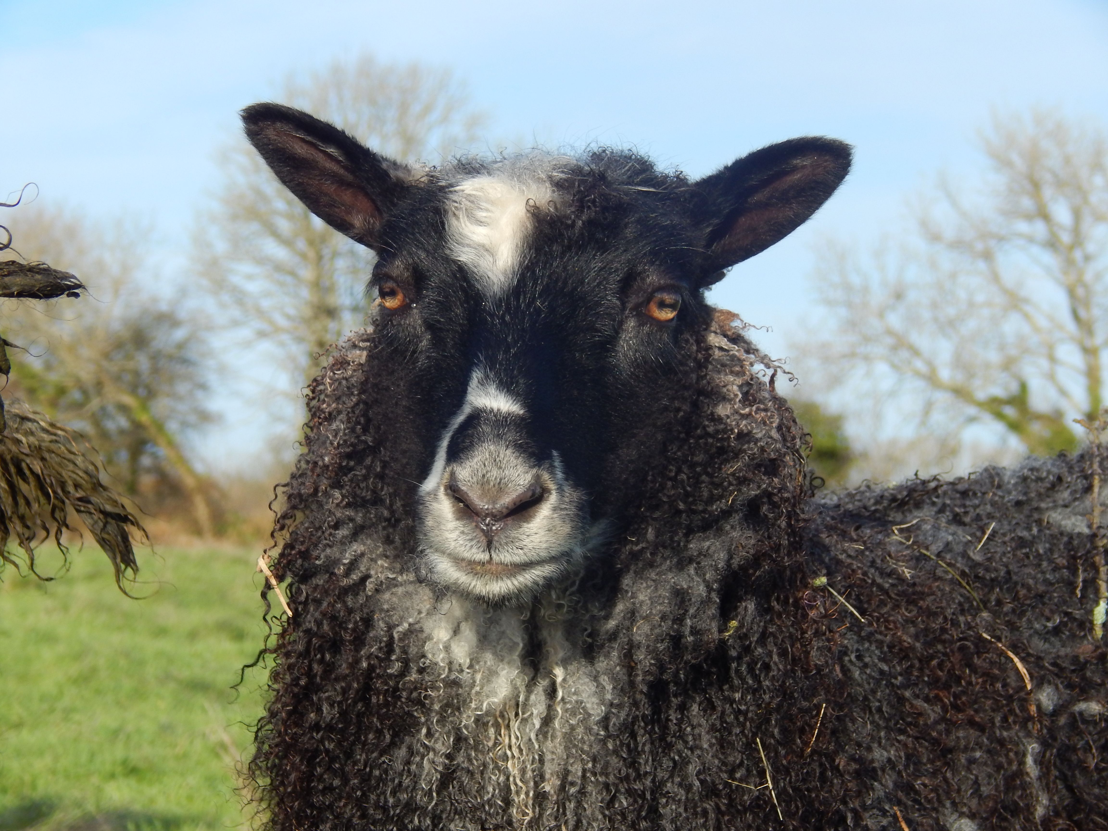 Portrait of a sheep at a veterinary clinic